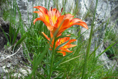 Natur pur